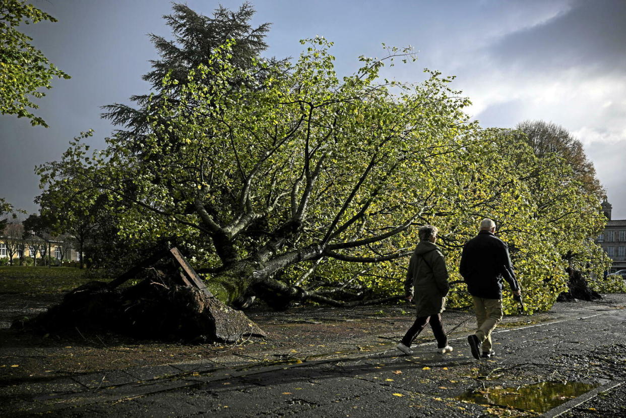 Des arbres déracinés par la tempête Domingos, à Rochefort, le 5 novembre 2023.      - Credit:PHILIPPE LOPEZ / AFP