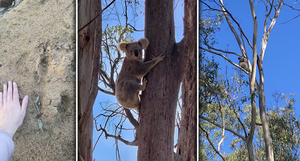 Left - a hand on the ground next to a roo print. Then two pictures of koalas in trees.
