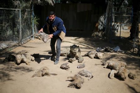 Palestinian Mohammad Oweida, a zoo owner, shows stuffed animals that died during the 2014 war, in Khan Younis in the southern Gaza Strip March 7, 2016. REUTERS/Ibraheem Abu Mustafa/Files