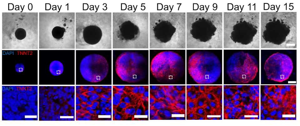 Grid of 24 microscopy images: the first row showing a slowly growing black sphere-like shape; the middle row a slowly growing red, blue and purple sphere; the bottom row a collection of blue circles surrounded by red