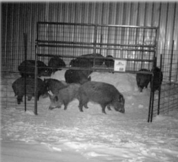 Wild boars are being trapped in corrals like this one pictured here. This is one method being used by SCIC to combat boar populations in Saskatchewan. (Submitted by SCIC - image credit)