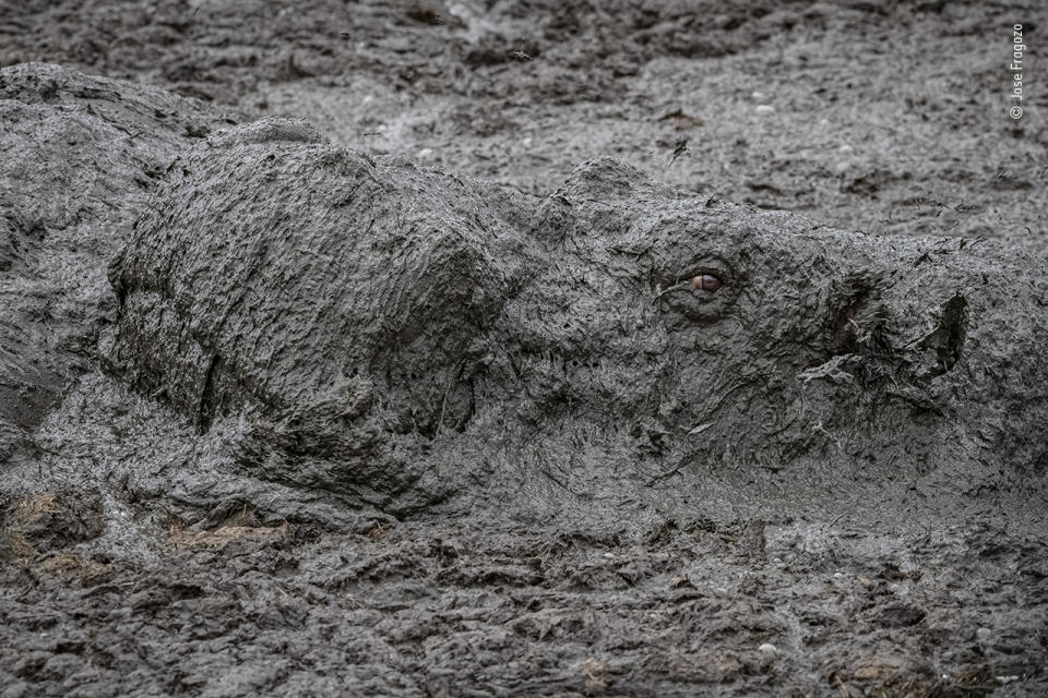 Eye of the drought by Jose Fragozo, Portugal - Highly Commended 2020, Animal Portraits