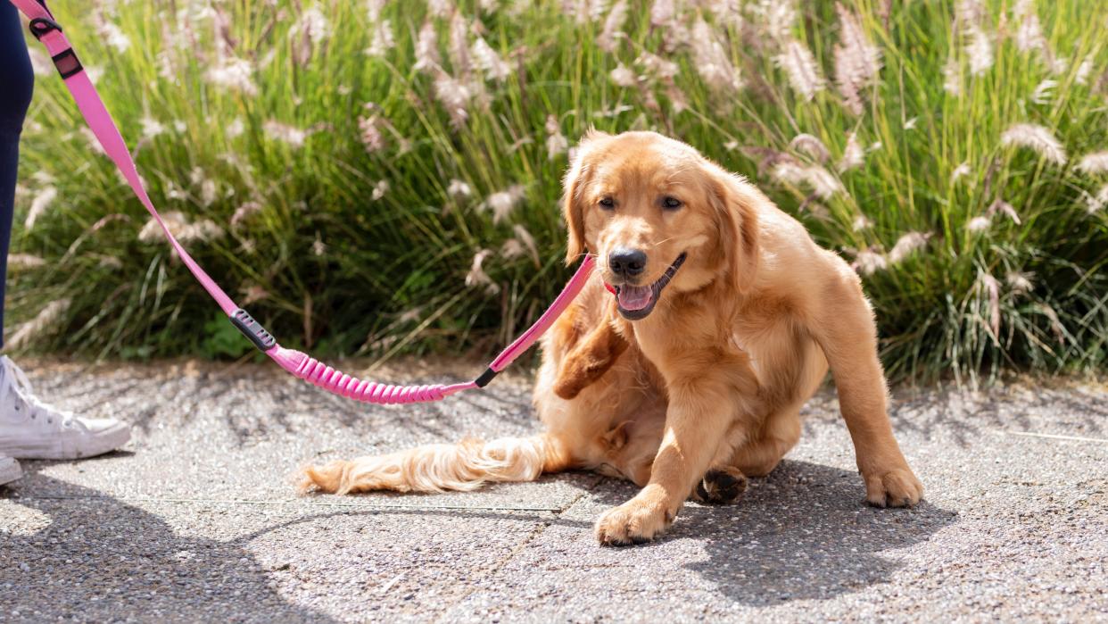  Golden Retriever scratching himself while out for a walk. 