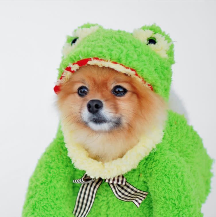 Repurposed Stuffed Animal Dog Costume