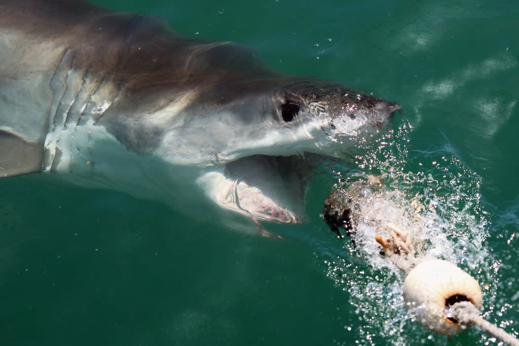 Juvenile great whites cannot significantly tell the difference between sea lions, seals and humans  (Getty Images)