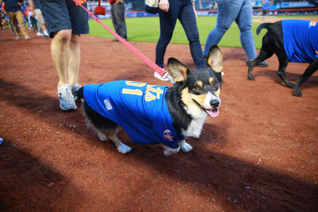 BringFido to Bark at the Park with the New York Mets