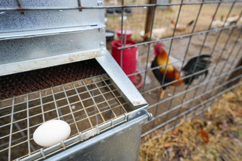 An egg is seen near a coup at Troy Farms, Tuesday, Jan. 23, 2024, in Wilson, Okla. Before Oklahoma became one of the last places in the U.S. to outlaw cockfighting in 2002, it wasn't uncommon to see hundreds of spectators packed into small arenas in rural parts of the state to watch roosters, often outfitted with razor-sharp steel blades, fight until a bloody death. (AP Photo/Julio Cortez)