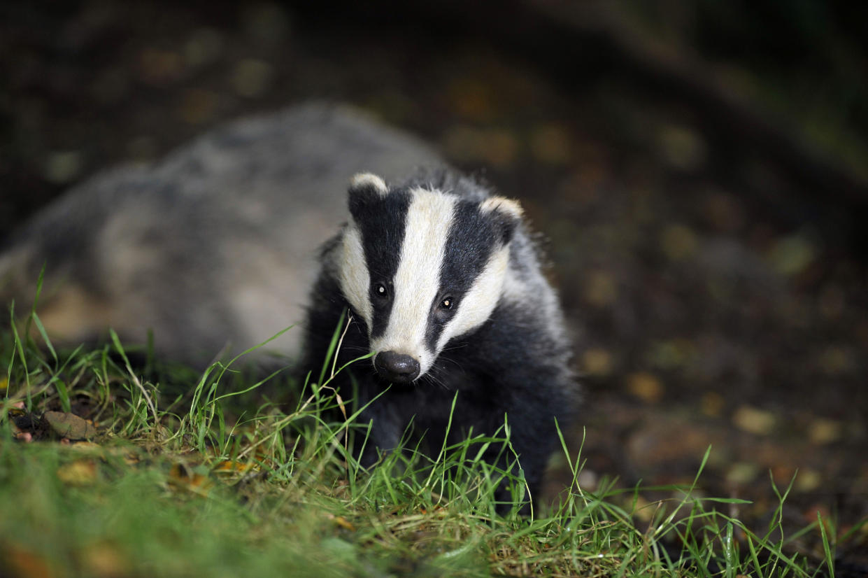 The cull has been expanded to new areas within England (PA)