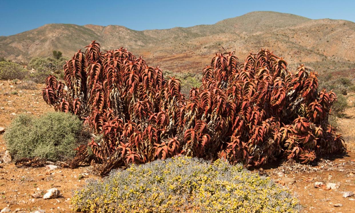 <span>Dr Gregory Bulmer said the practice of taking succulents from the wild can be viewed by the general public as biodiversity loss.</span><span>Photograph: GFC Collection/Alamy</span>