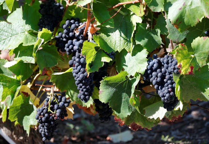 Champagne grape harvest begins in France's champagne region