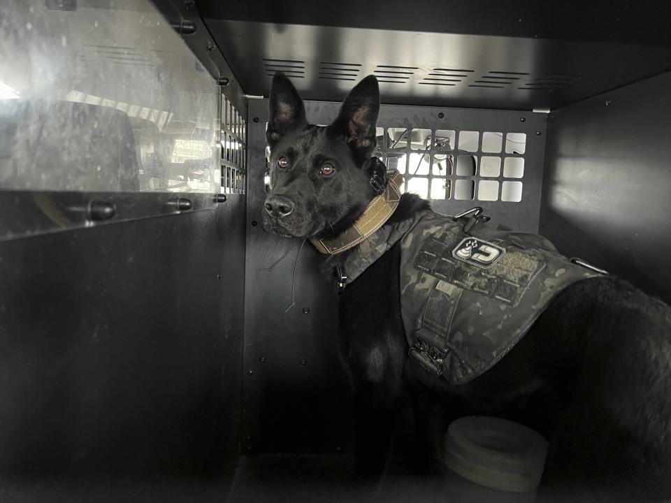 Rico, a German Shepherd mix employed on the Whitehall Police Department K9 unit sits in kennel inside of officer Matthew Perez's police vehicle Wednesday, March 6, 2024, in Whitehall, Ohio. Two Ohio lawmakers are looking to ease the looming financial burden faced by law enforcement agencies in the state who will have to replace marijuana-sniffing dogs after voters last year approved a plan to legalize recreational marijuana use. (AP Photo/Patrick Orsagos)