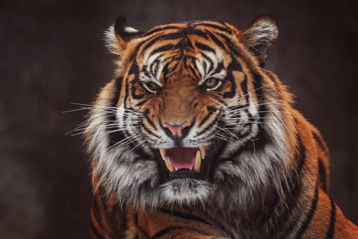 El tigre de Sumatra (Panthera tigris sumatrae) es una de las especies más amenazadas del mundo. La UICN calcula que quedan menos de 400 de estos felinos en estado salvaje