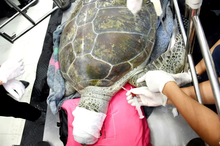 Piggy Bank had lived for two decades in a public park and had swallowed the coins thrown into her pond by visitors for luck