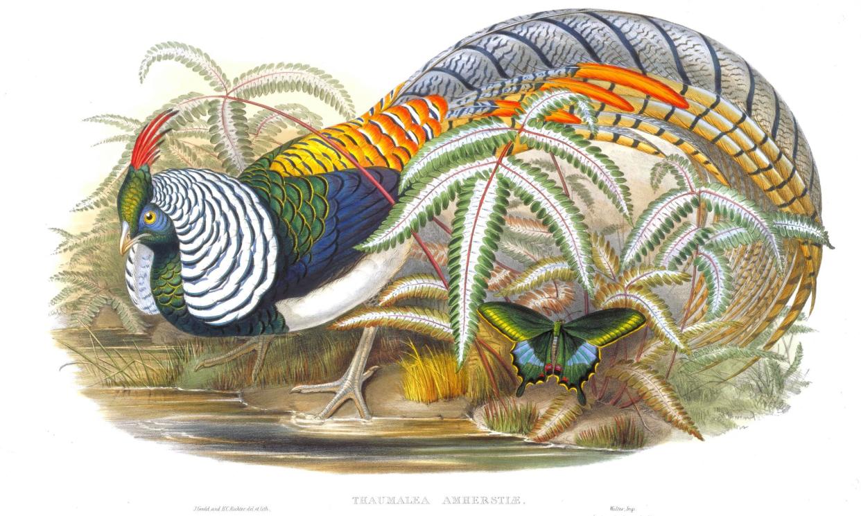<span>Hand-colored lithograph by Henry Constantine Richter of John Gould’s illustration of a Lady Amherst’s pheasant.</span><span>Photograph: Sepia Times/Universal Images Group/Getty Images</span>