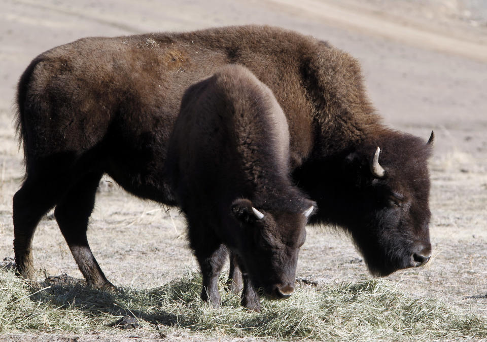 This photo taken on Dec. 7, 2012 shows bison feeding at the Buffalo Herd Overlook west of Denver. They're kept behind fences about 20 miles west of town on Interstate 70, where an overlook near Exit 254 offers great opportunities to photo the creatures with the Rocky Mountains on the horizon. Interstate 70 can be seen in the distance. (AP Photo/Ed Andrieski)