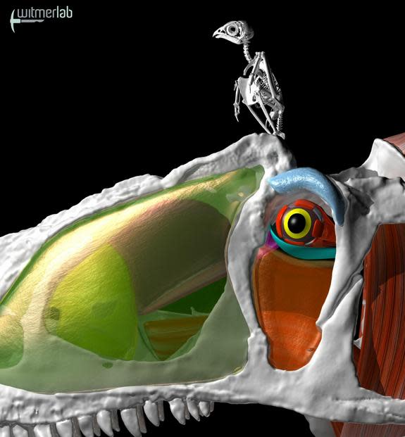 A modern-day kestrel (a small falcon) is perched atop the skull of the dinosaur Allosaurus in this illustration. A study by researchers at Ohio University found that the Allosaurus had a feeding style similar to falcons. In both cases, tearing