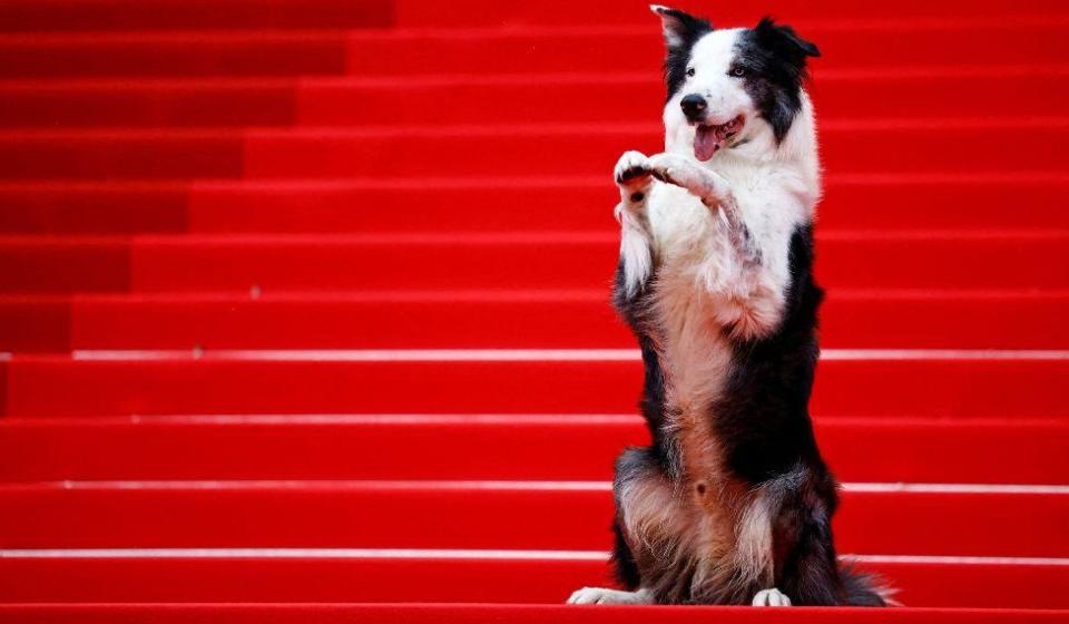 Messi, the dog from the film "Anatomie d'une chute" (Anatomy of a Fall), who is getting his own TV show at Cannes, poses on the red carpet before guest arrivals for the opening ceremony at the 77th Cannes Film Festival in Cannes, France, May 14, 2024. 