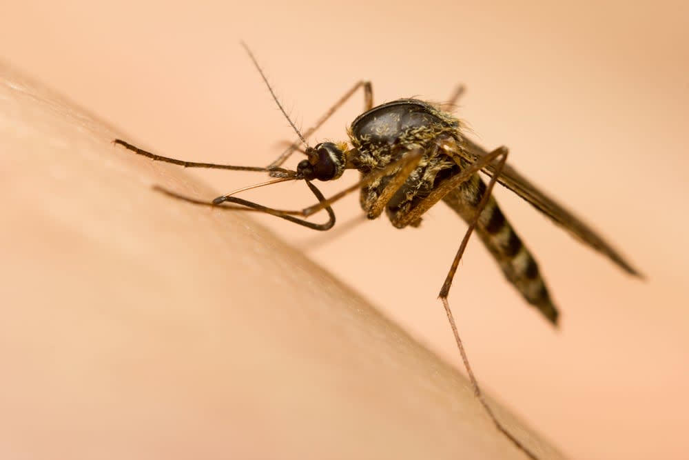 Coun. Clarke Kelly said residents of Carp have been complaining of an earlier mosquito season this year. (corlaffra/Shutterstock - image credit)