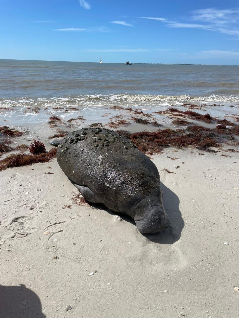 A manatee calf was rescued on Fort Myers Beach Thursday.