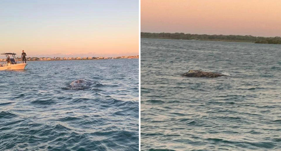 Left: A boat follows a humpback whale in the waters between mainland Queensland and Bribie Island. Right: A picture of the whale fighting off Bribie Island.