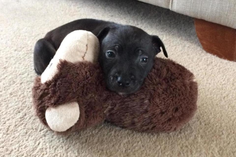 Emmeline in her new foster home ahead of being placed with a new owner. (Battersea Dogs Home)