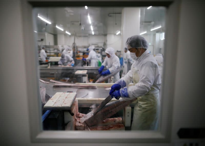Employees of Misaki Megumi Suisan Co. process frozen tuna for shipping in Miura, Japan