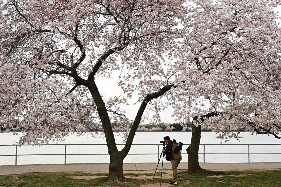 A photographer is seen under cherry blossoms in bloom at the Tidal Basin in Washington, DC on March 23, 2022. (Photo by MANDEL NGAN / AFP) (Photo by MANDEL NGAN/AFP via Getty Images)