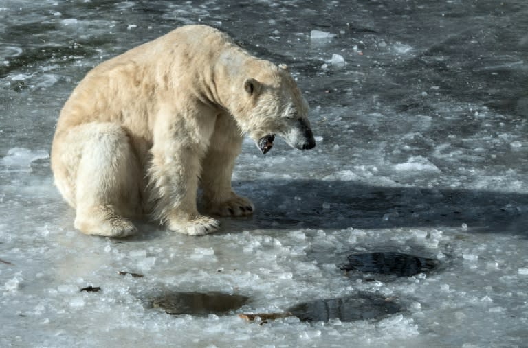 Polar bears are forecast to lose a third of their numbers by mid-century