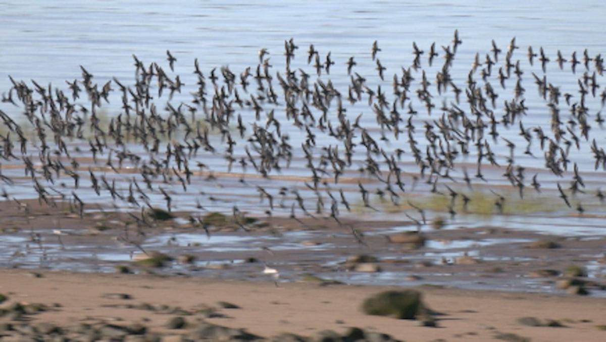 Sandpiper murmuration in N.B. dazzles humans, but confuses its predators