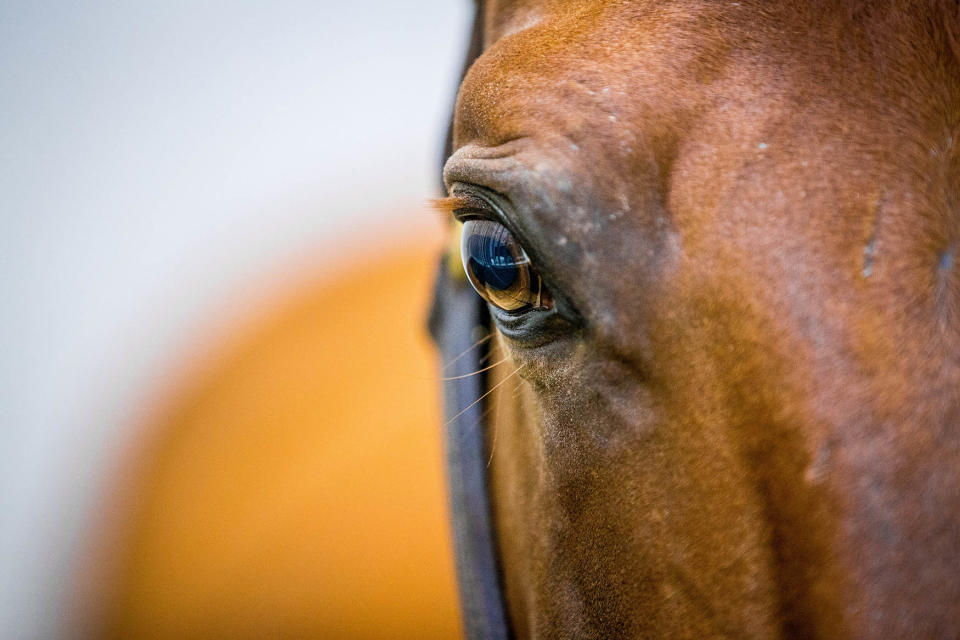 Olympic horses departure from Liege Airport to Rio De Janeiro