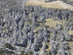 Hehuanshan was covered with snow (Courtesy of 王忠文）