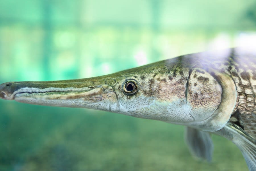 Alligator gar underwater portrait. (Getty)