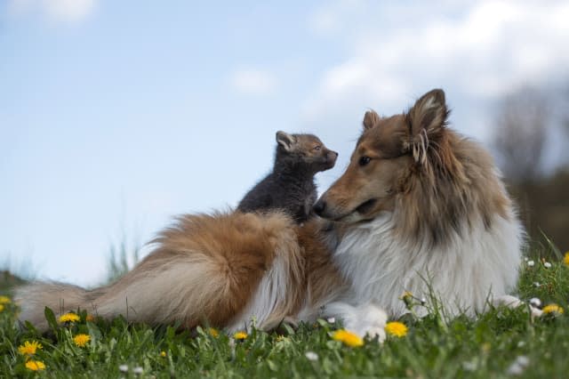 orphaned fox rescued by collie