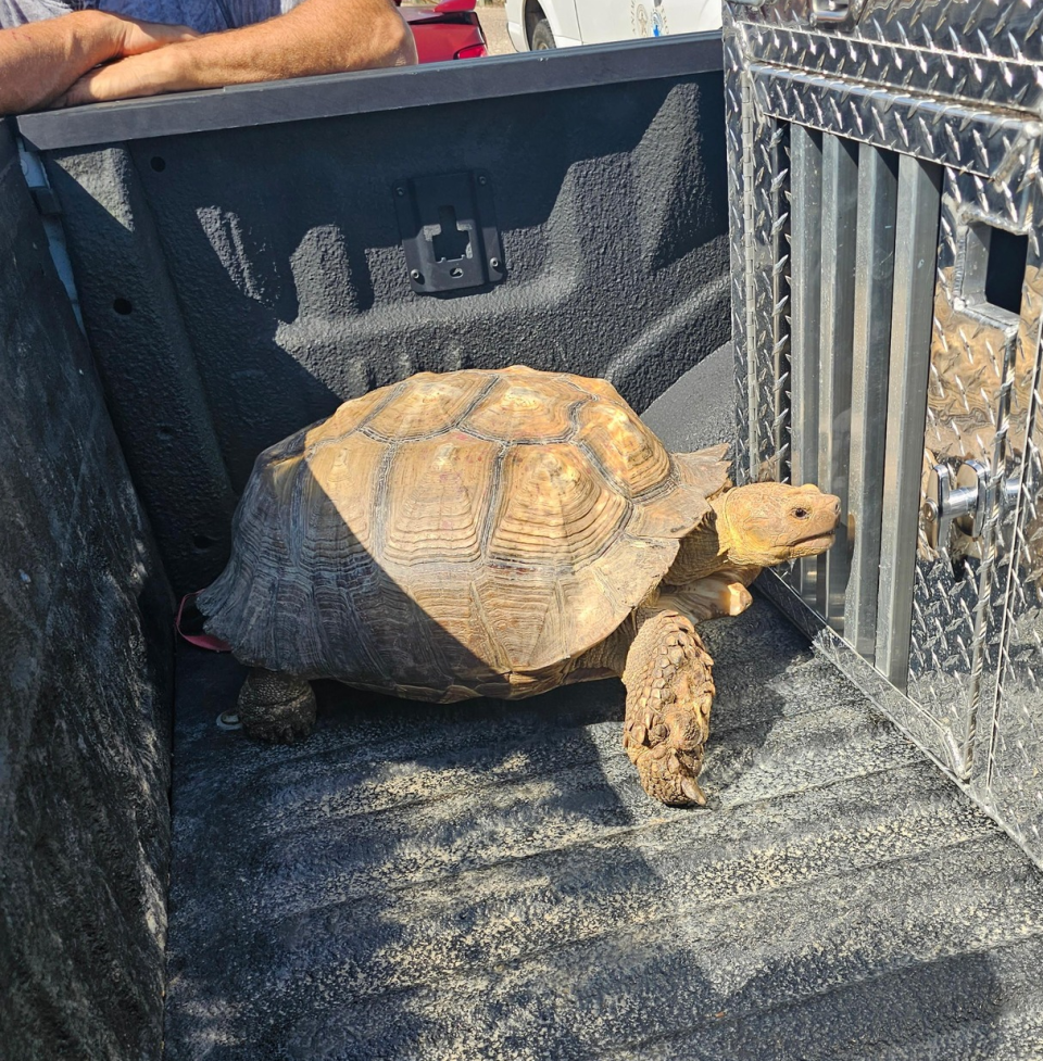 Biscuit the tortoise was rescued and reunited with his family at Cara's House, the Ascension Parish animal shelter.