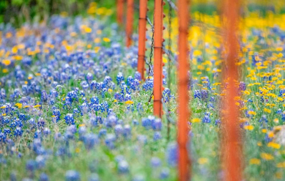 Contrary to various folk stories and legends claiming that the plant originated outside the state, bluebonnets are native to Texas, according to the Texas State Historical Association.