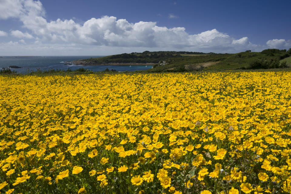 Field of yellow flowers on the Scilly Isles