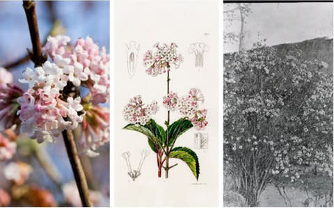 Viburnum farreri - Credit: Carol Sheppard; Curtis's Botanical magazine; Lindley Library/RHS