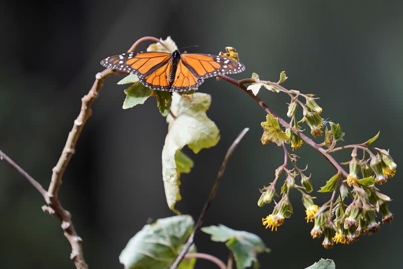 Una mariposa monarca se posa sobre una planta en el santuario de El Rosario, en el estado de Michoacán, México