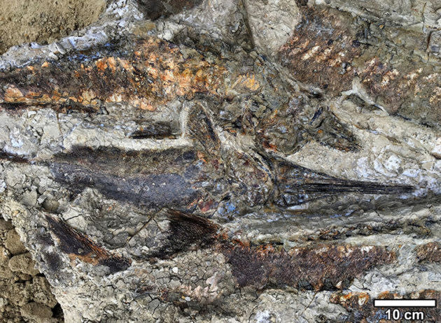 Fish fossils