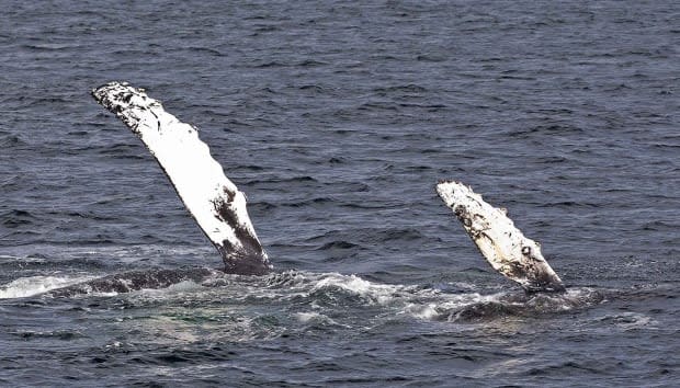 Val Shore/Eagle Wing Tours