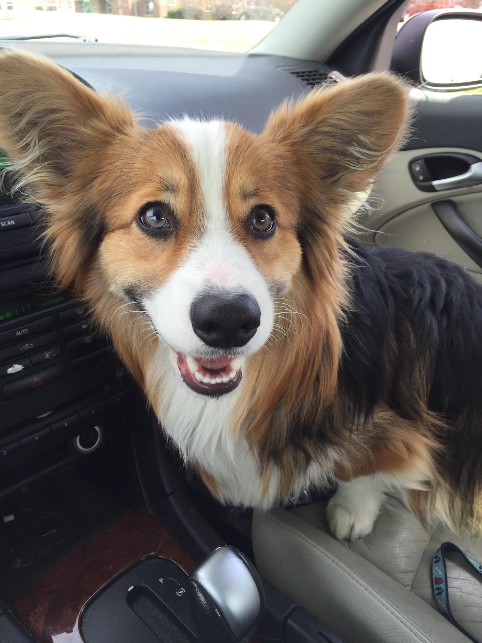 Happy corgi puppy on a car ride