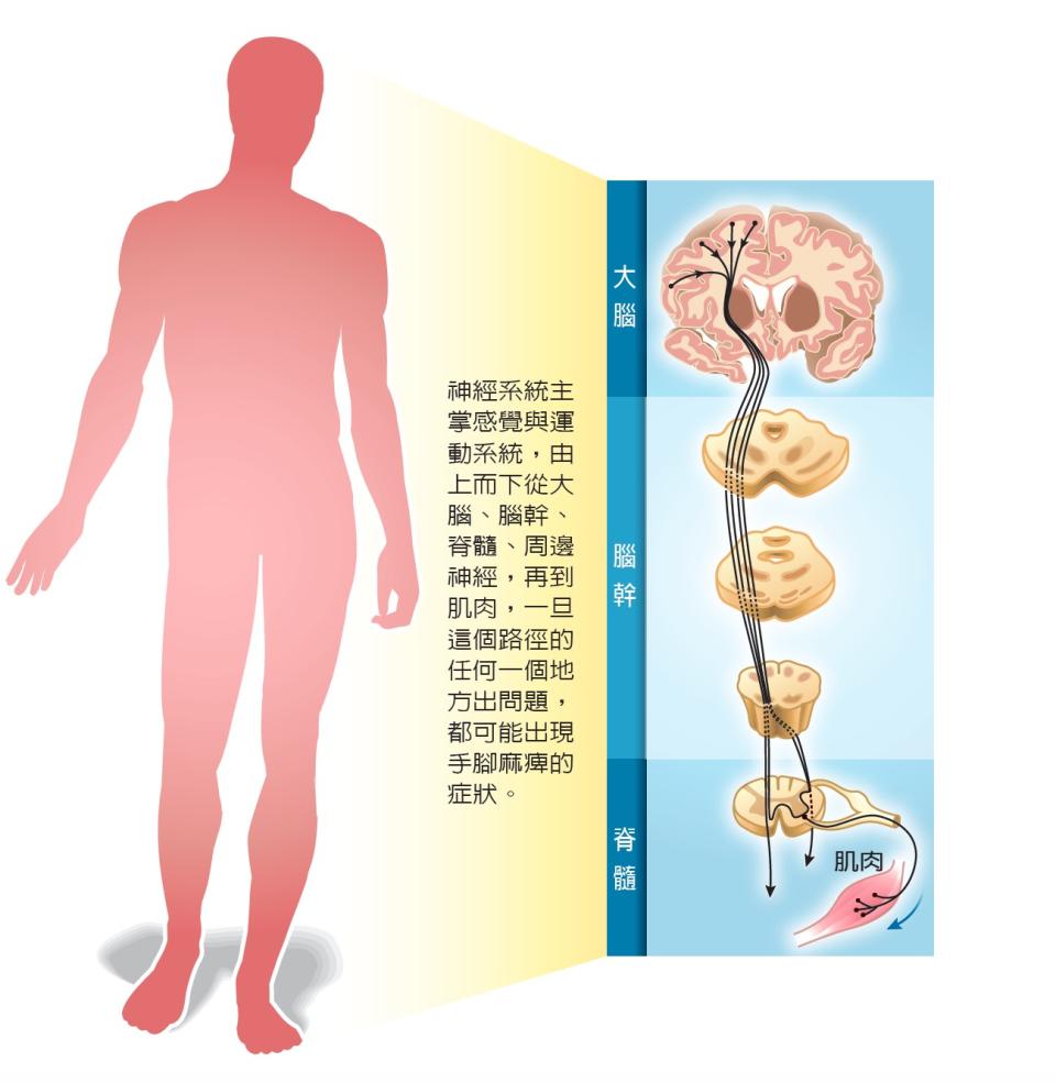 神經系統示意圖