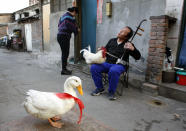 Xu Guoxing plays a traditional two-stringed Chinese fiddle with his pet rooster and duck in front of his home in a hutong area in Beijing, November 9, 2008. Xu Guoxing, 57, owns two well-trained pets, 'Baibai', a 6-year-old rooster and 'Yaya', a 4-year-old duck for which he every day plays and trains for some actions like jump, nod and make the rooster crow on command. REUTERS/Reinhard Krause