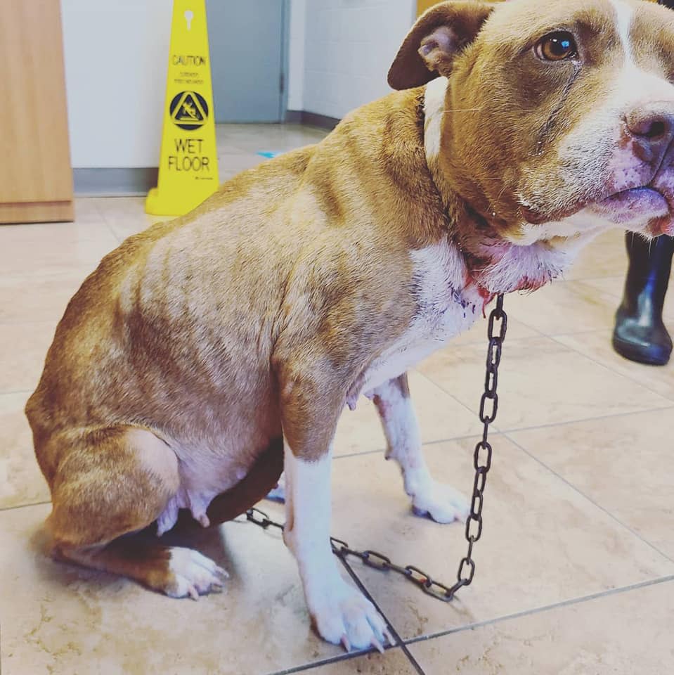 The Texas ban on chaining outside dogs seeks to protect pets from injuries, such as those suffered by this dog that was found abandoned at the Tuscaloosa Metro Animal Shelter in Alabama. It had an embedded chain collar that had to be surgically removed.