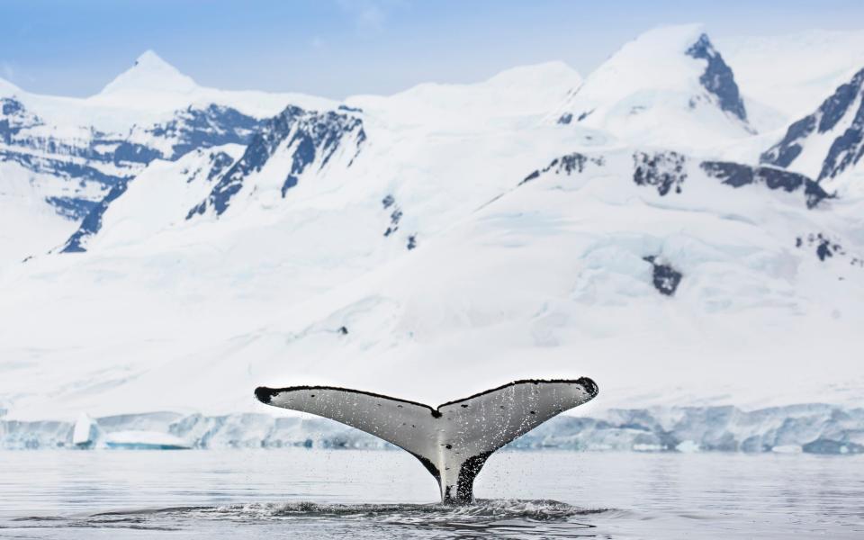 humpback whale antarctica - Manuel Romaris/Getty Images