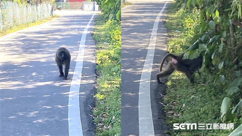 東非狒狒逃亡17天被捕。（圖／翻攝畫面）