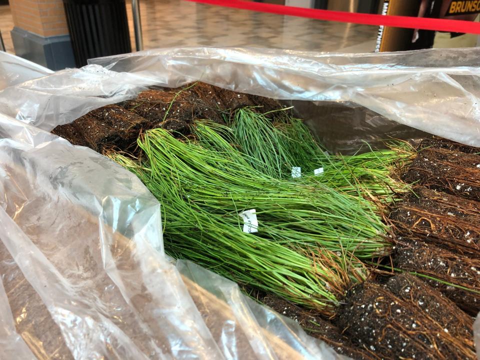 Longleaf pine seedlings will be available at TreeFest.