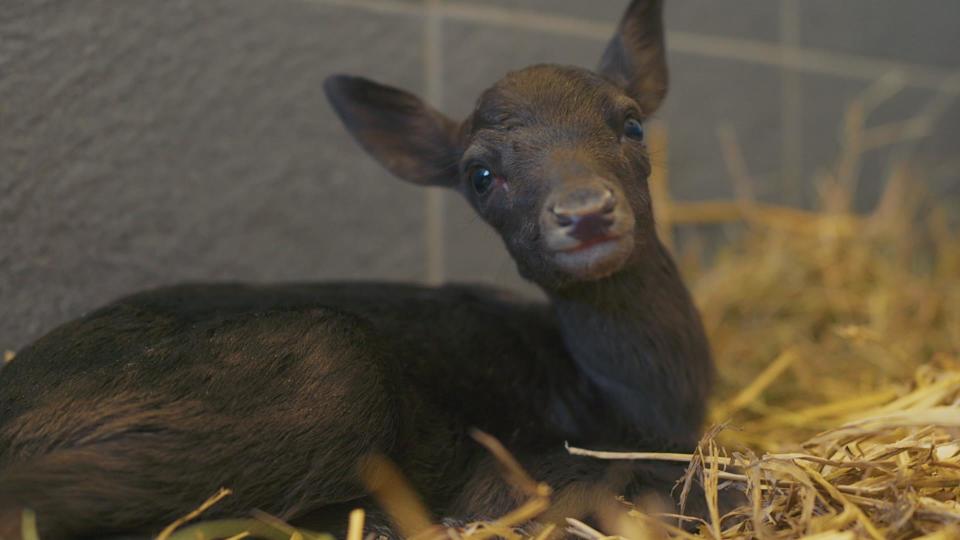  Lily the fawn