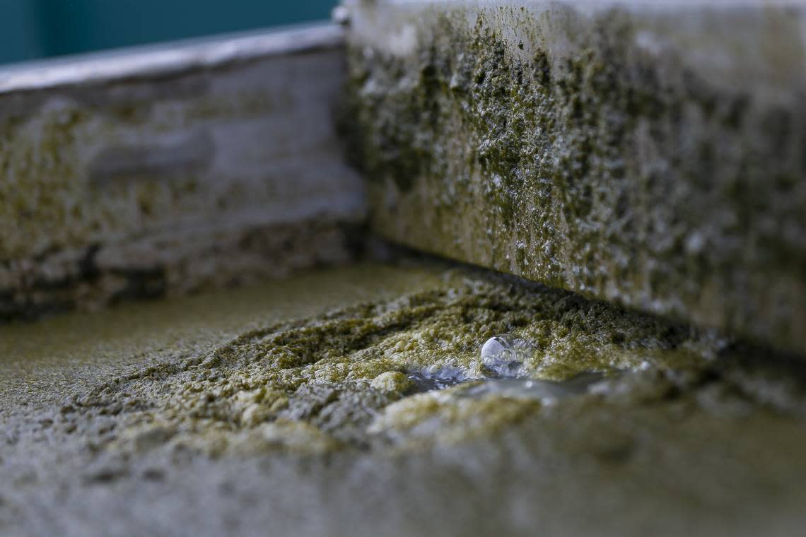 A tank holds blue-green algae in a filtration system the U.S. Army Corps of Engineers is testing this week at Alvin Ward Park in Moore Haven, Florida.