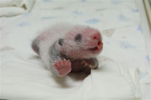 圓仔伸懶腰、打呵欠。（圖／台北市立動物園提供）